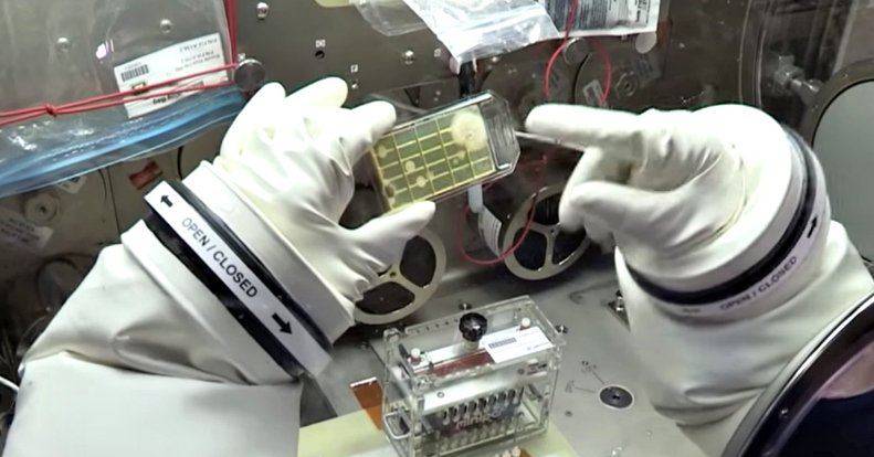 ¿Por qué sería bueno encontrar extrañas bacterias resistentes en la Estación Espacial?
