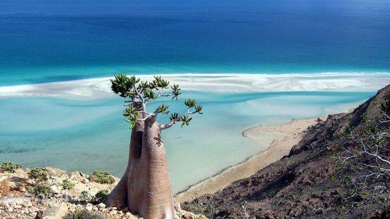 isla Socotra Yemen 4