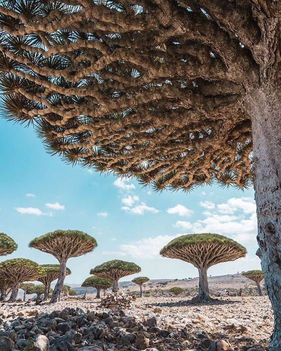isla Socotra Yemen 2