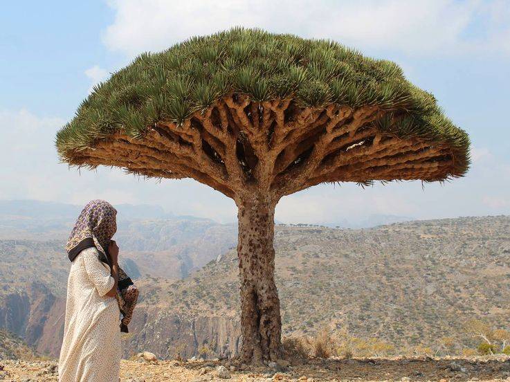 isla Socotra Yemen 6