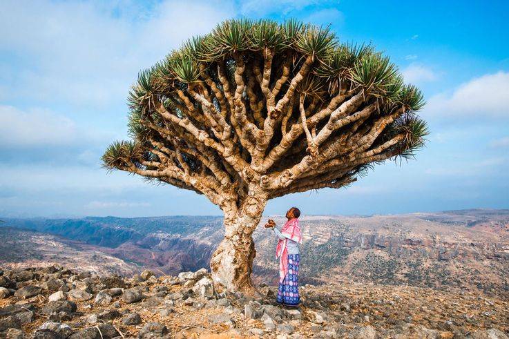 isla Socotra Yemen 5