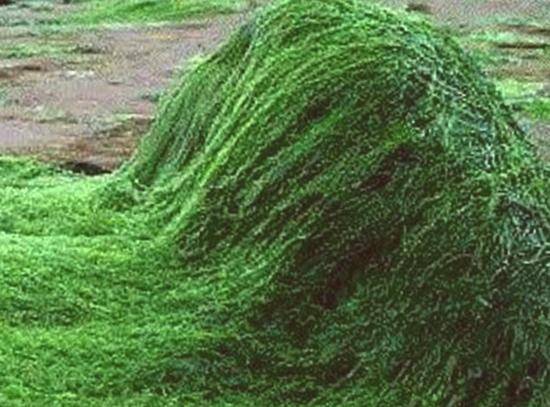 alga algas Chlorella
