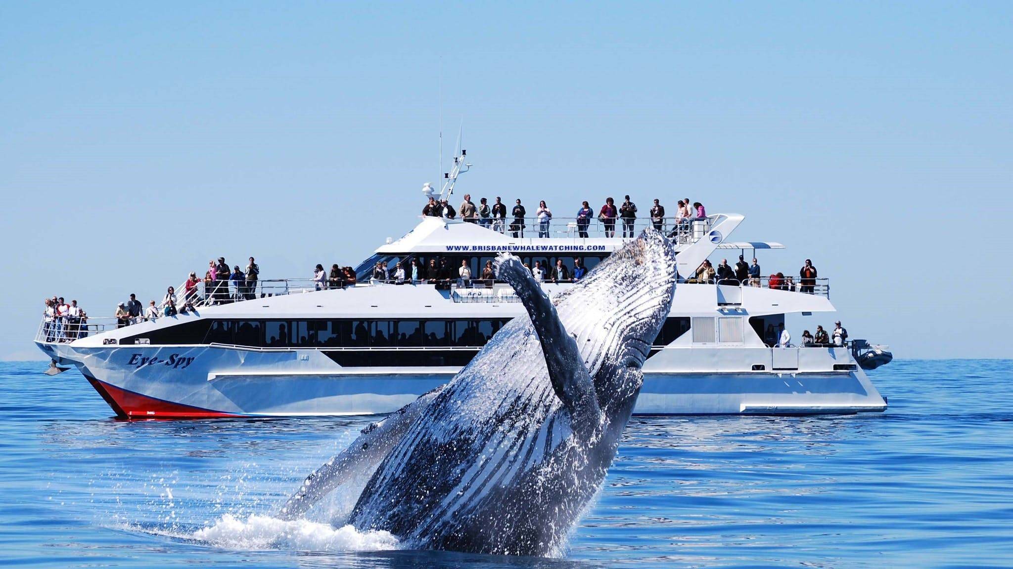 Las ballenas son una de las criaturas más grandes y majestuosas del océano. Si eres un amante de la naturaleza y estás buscando una experiencia única en la vida, ver ballenas en su hábitat natural es una oportunidad que no querrás perderte.