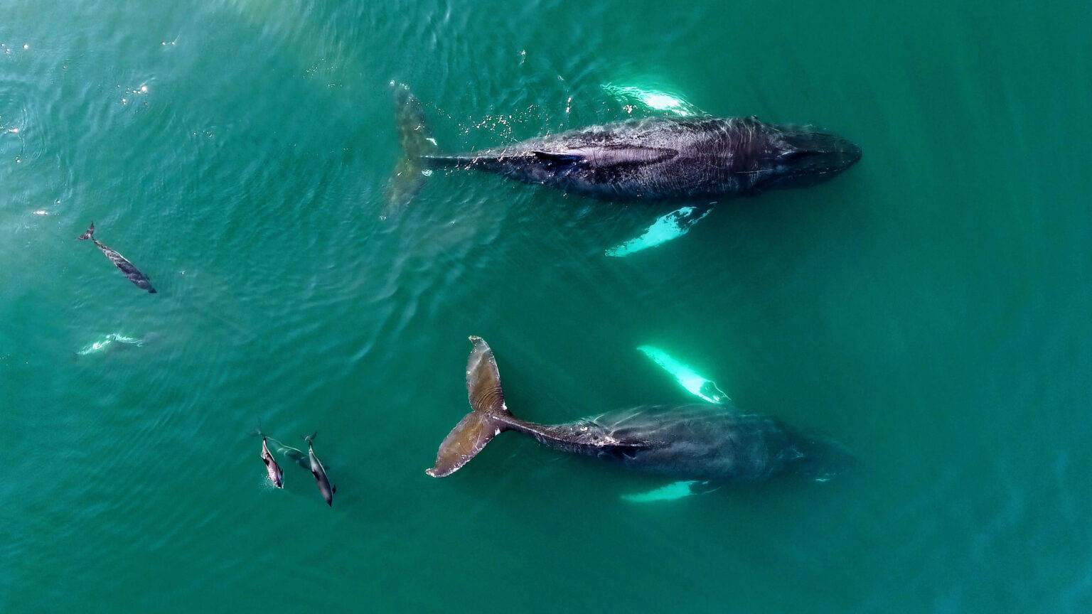 Los 6 Mejores Lugares Del Mundo Para Avistar Ballenas En Su Hábitat Natural