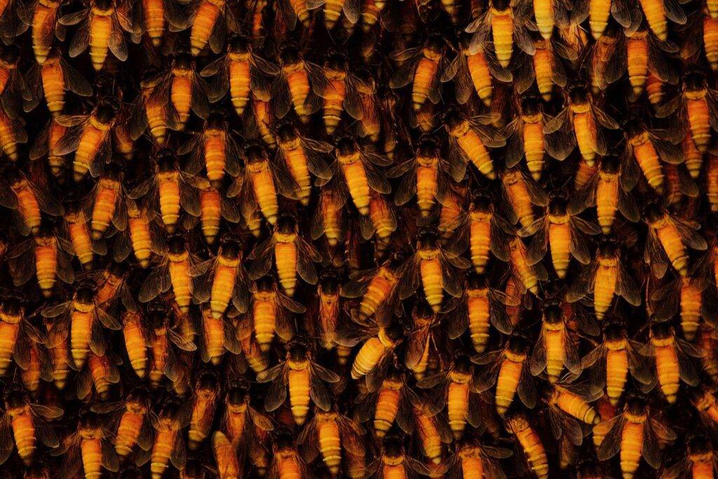 Hallucinogenic honey from Nepal6