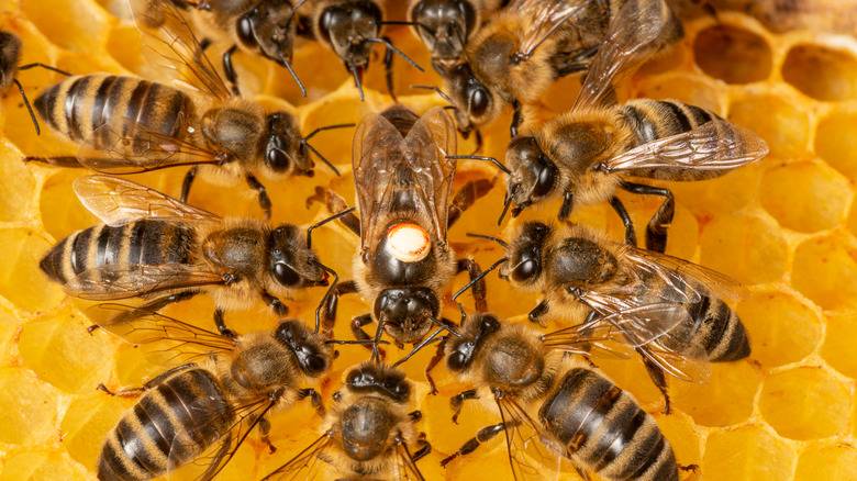 Hallucinogenic honey from Nepal7
